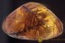 BRYOPHYTA Amazing Huge Rare Genus Moss Twigs BALTIC AMBER 2026