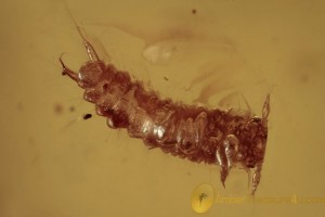  UNKNOWN Larvae Neuroptera ? Coleoptera ? + More BALTIC AMBER 2025