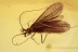 TRICHOPTERA Rare Caddisfly Inclusion BALTIC AMBER 2027