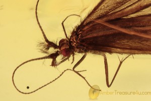 TRICHOPTERA Rare Caddisfly Inclusion BALTIC AMBER 2027