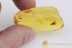 TRICHOPTERA Rare Caddisfly Inclusion BALTIC AMBER 2027