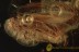LEPIDOPTERA Moth Fossil Inclusion Genuine BALTIC AMBER 2032