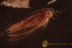 LEPIDOPTERA Nice Moth Fossil Inclusion  BALTIC AMBER 2034