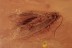 LEPIDOPTERA Great Moth Fossil Inclusion  BALTIC AMBER 2036