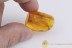 LEPIDOPTERA Great Moth Fossil Inclusion  BALTIC AMBER 2036