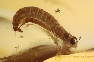 LEPIDOPTERA Moth Larvae CATERPILLAR Inclusion BALTIC AMBER 2035