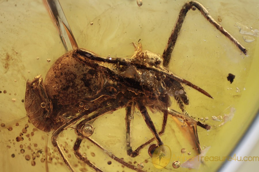 UNIQUE Action !! Unknown Larvae Attacking Spider  BALTIC AMBER 2040