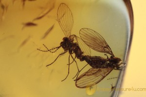 PSYCHODIDAE 100% Mating Moth Flies Inclusion BALTIC AMBER 2042