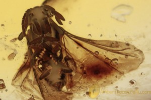STREPSIPTERA Twisted-Winged Parasite Inclusion BALTIC AMBER 2056