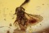 STREPSIPTERA Twisted-Winged Parasite Inclusion BALTIC AMBER 2056