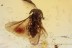 STREPSIPTERA Twisted-Winged Parasite Inclusion BALTIC AMBER 2056