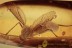 CULICIDAE Very Rare Mosquito Culex Inclusion BALTIC AMBER 2057
