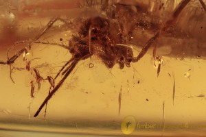CULICIDAE Very Rare Mosquito Culex Inclusion BALTIC AMBER 2057