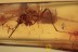 CULICIDAE Very Rare Mosquito Culex Inclusion BALTIC AMBER 2057