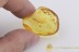 LEPIDOPTERA Caterpillar Climbs Out of Case BALTIC AMBER 2052