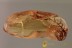 BRYOPHYTA Rare Genus Moss Twigs Inclusion BALTIC AMBER 2053