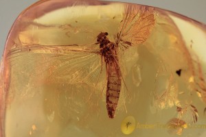 EPHEMEROPTERA Huge Spread Wings Mayfly BALTIC AMBER 2054