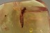 EPHEMEROPTERA Huge Spread Wings Mayfly BALTIC AMBER 2054