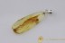 Genuine BALTIC AMBER Silver Pendant w Fossil Inclusion - MAYFLY 