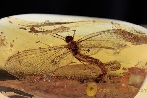 EPHEMEROPTERA Perfect Spread Wings Mayfly BALTIC AMBER 2048