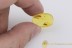 DERMESTIDAE Frasing Carpet Beetle Larvae BALTIC AMBER 2058