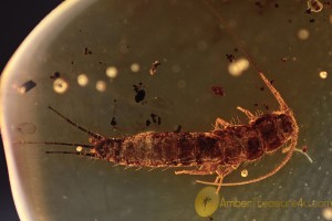 ZYGENTOMA Silverfish Inclusion Genuine BALTIC AMBER 2059