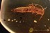 ZYGENTOMA Silverfish Inclusion Genuine BALTIC AMBER 2059