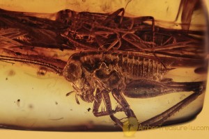 GRYLLIDAE Cricket & 2 Caddisflies Inclusion BALTIC AMBER 2060