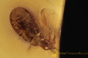 LYGAEIDAE Seed Bug Nymph & Spider + Inclusion BALTIC AMBER 2063