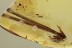 PINACEAE Pine Spines Double Needle Genuine BALTIC AMBER 2068