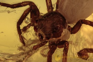 SALTICIDAE Superb Looking JUMPING SPIDER Fossil BALTIC AMBER 2077