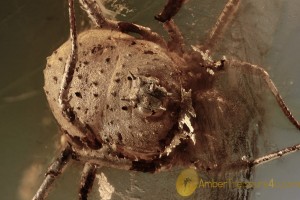MEGABUNUS Rare Harvestmen Opilione Inclusion BALTIC AMBER 2078