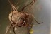MEGABUNUS Rare Harvestmen Opilione Inclusion BALTIC AMBER 2078
