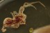 ARCHAEIDAE Just Perfect Assassin Spider Fossil BALTIC AMBER 2079