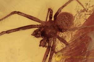 SYNOTAXIDAE Acrometa SPIDER Inclusion BALTIC AMBER 2080