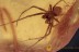 SYNOTAXIDAE Acrometa SPIDER Inclusion BALTIC AMBER 2080