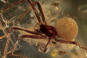 THERIDIIDAE Superb Cobweb Weaver Spider BALTIC AMBER 2081