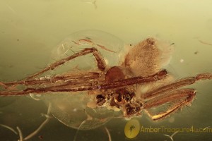 SYNOTAXIDAE Acrometa Nice SPIDER Fossil BALTIC AMBER 2083