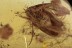 LEPIDOPTERA Large Moth Inclusion BALTIC AMBER 2087