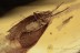 LEPIDOPTERA Huge Moth 10mm Inclusion BALTIC AMBER 2086