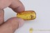 Superb TRUE MOSQUITO Culicidae Culex BALTIC AMBER 2084