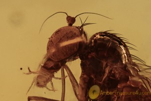 2 DOLICHOPODIDAE 2 Parasitic Mite Suck x2 BALTIC AMBER 2090