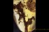 BRYOPHYTA Different Moss Twigs Inclusion BALTIC AMBER 2093