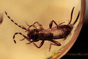 DERMAPTERA Small Great EARWIG Nymph BALTIC AMBER 2089