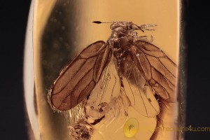 PSYLLOIDEA Rare Psyllid Fosill Inclusion BALTIC AMBER 2097