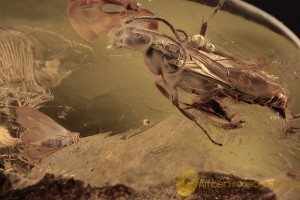 CONIOPTERYGIDAE Geroconiocompsa ostara + more BALTIC AMBER 2098