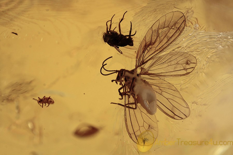 CONIOPTERYGIDAE Superb Dustywing Inclusion BALTIC AMBER 2094