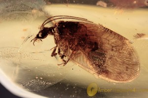 HEMEROBIIDAE Hemerobius resinatus Brown Lacewing BALTIC AMBER 2095