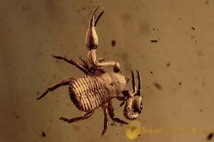 Great Tiny PSEUDOSCORPION Inclusion BALTIC AMBER 2096