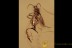 NEMATODA Parasitic Round Worm & Chironomidae BALTIC AMBER 2099